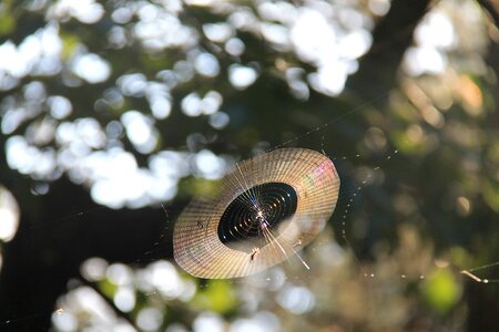 Nature spider