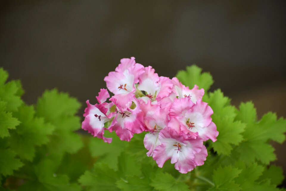 Nature garden flowers