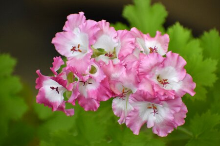 Nature garden flowers