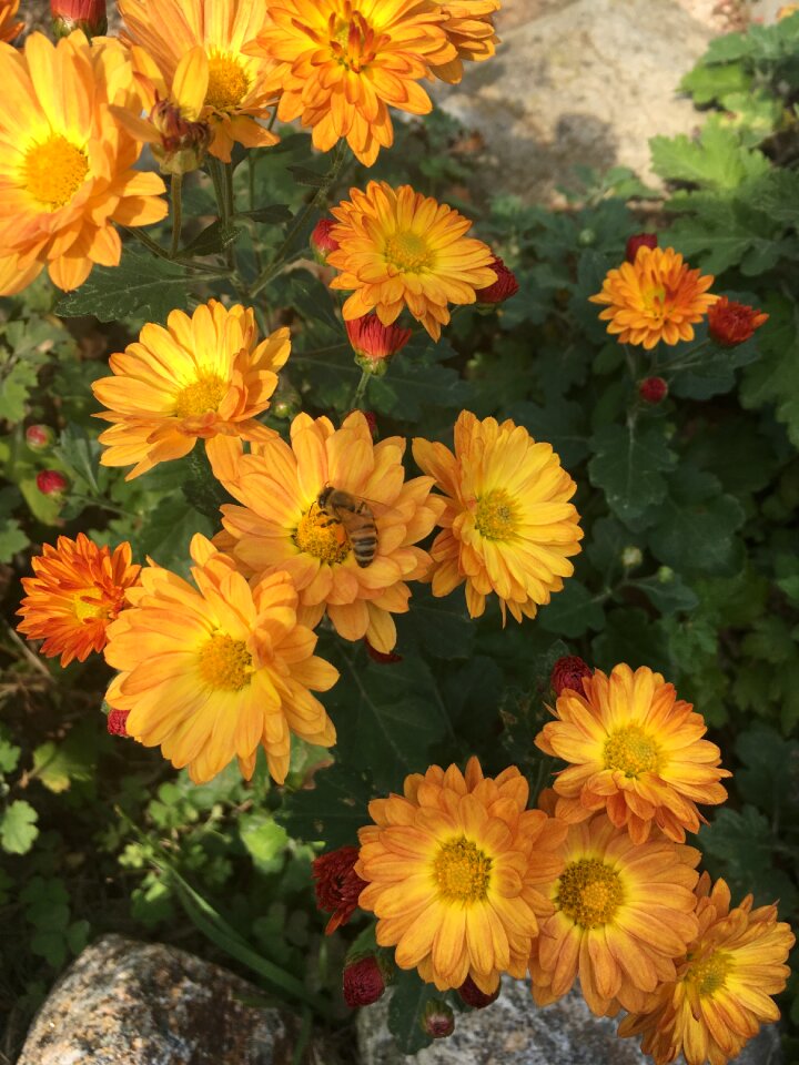 Flowers chrysanthemum bee