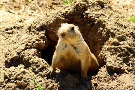 Fur north america herbivore
