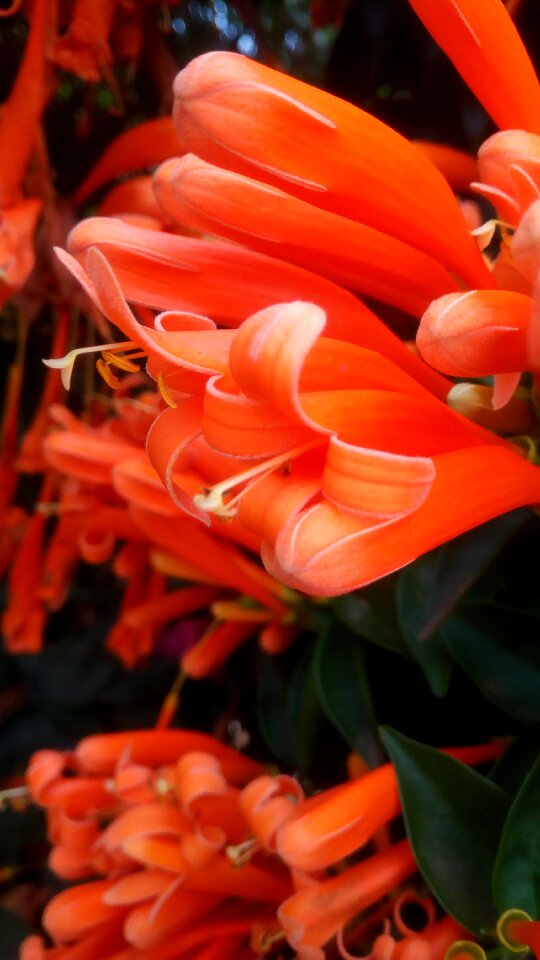 Flower camera