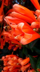 Flower camera
