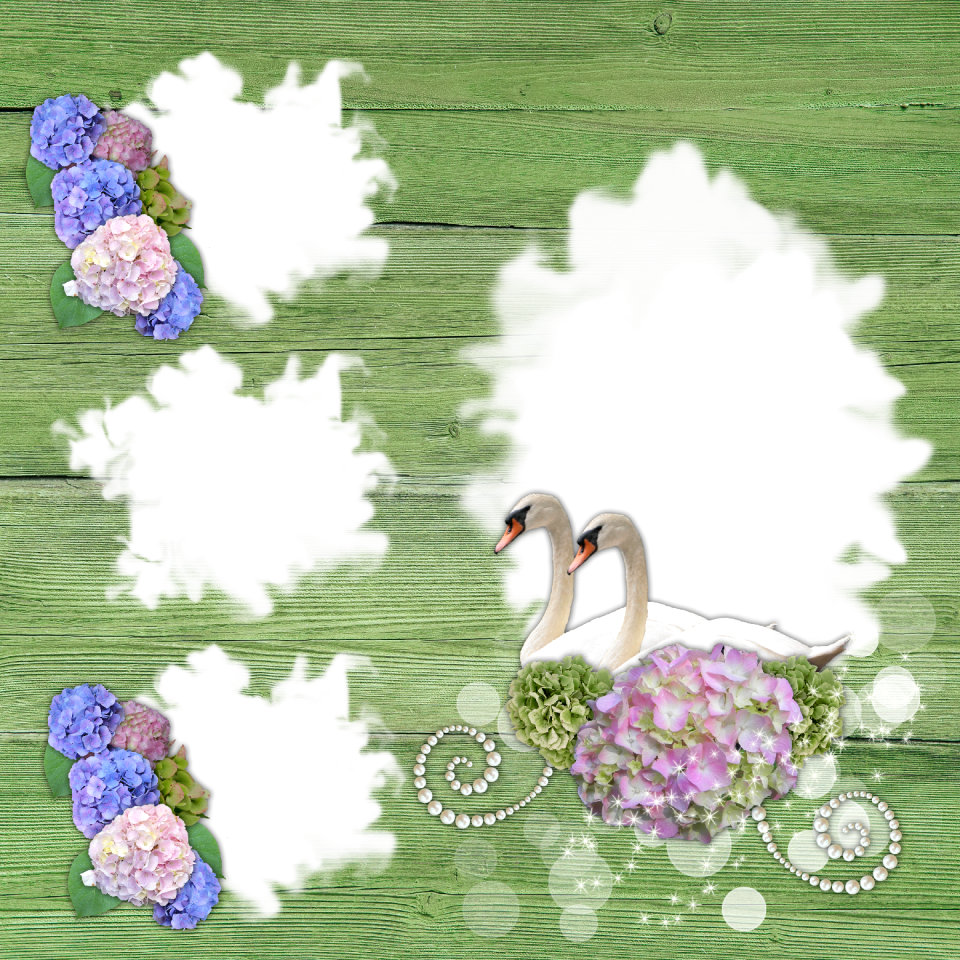 Romance summer swans