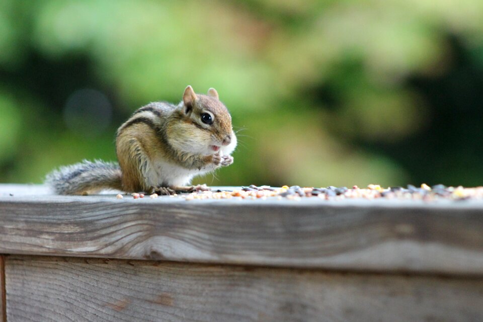 Nature wildlife cute