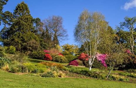 Trees flowers photo