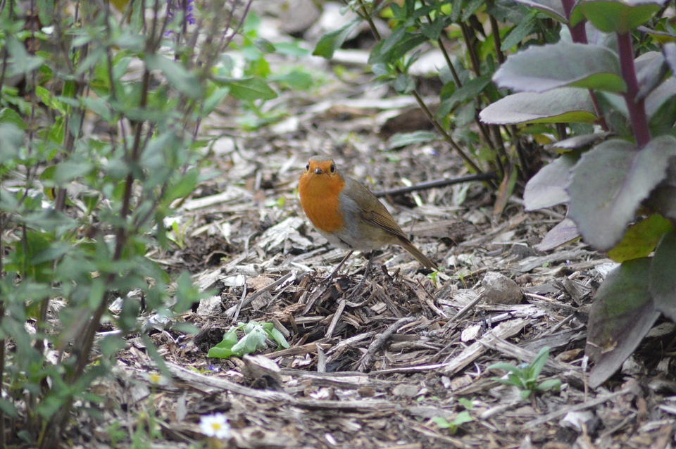 Robin red robin bird