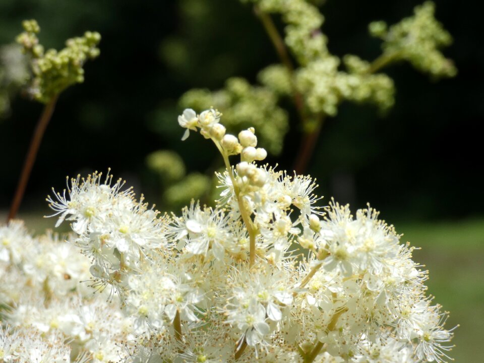 White sweet blossom
