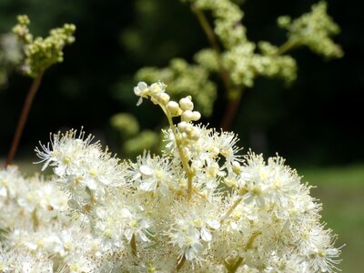 White sweet blossom