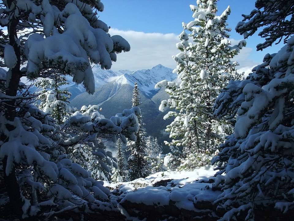 Winter white winter dream
