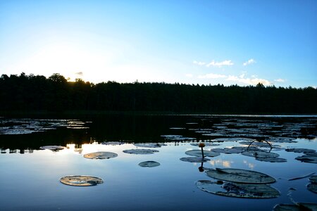 Dawn reflex water lilies photo