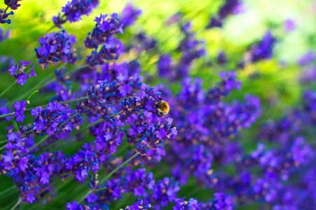 Meadow spring insect