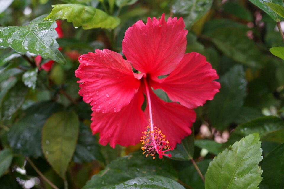Nursery malaysian