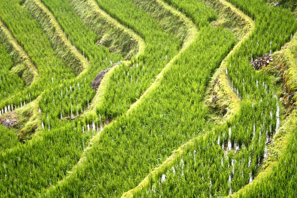 Dragon rice terrace longji rice terraces longji