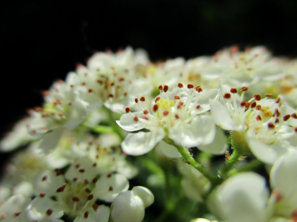 Plant white summer