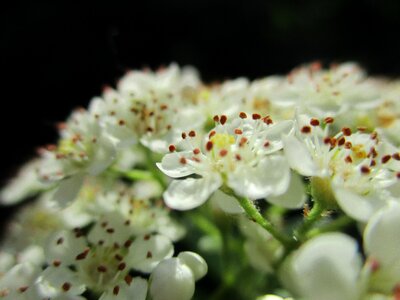 Plant white summer