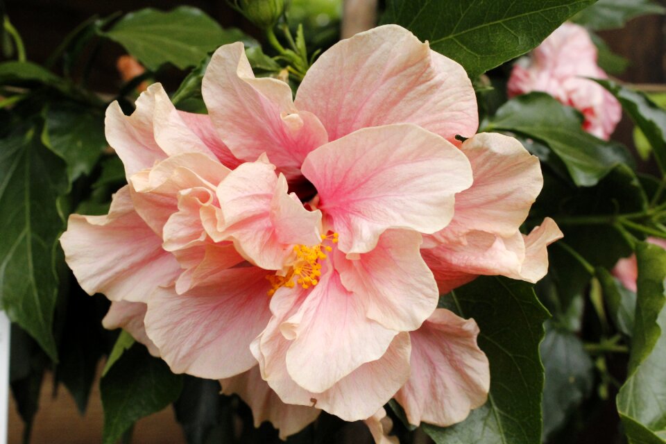 Tropic nature floral
