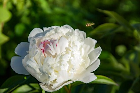 Peony white flora summer