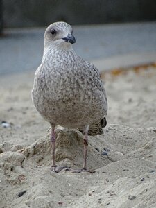 Seevogel bird sand