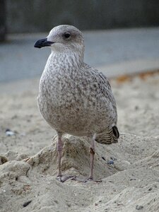 North sea beach seevogel photo