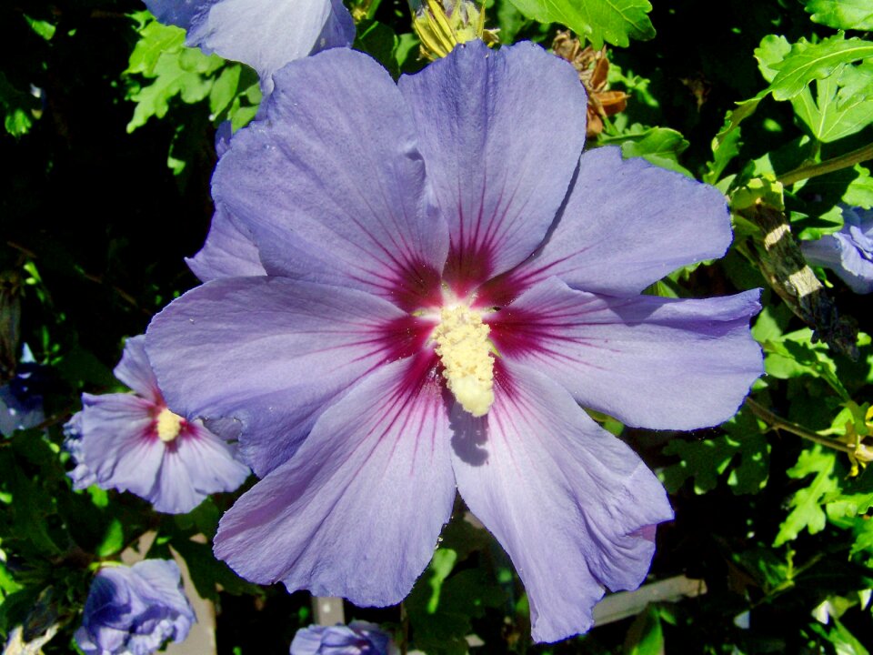 Hollyhock summer flower garden shrub