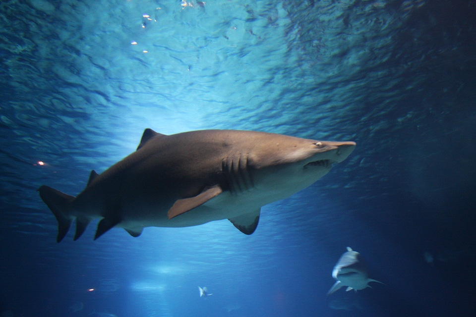 Ocean water animals