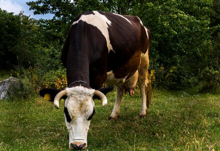 Greens milk grass