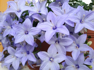 Purple lila flower photo