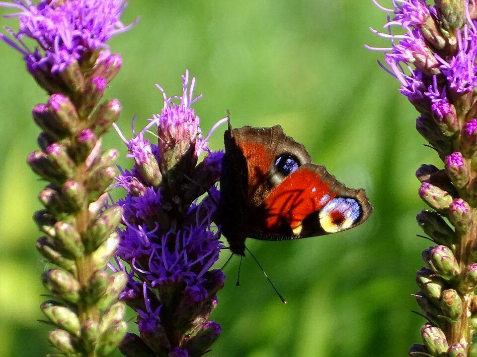 Wing garden insect