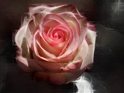 Flower rose bloom beauty photo