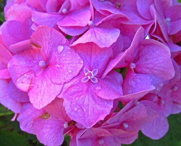 Flower hydrangea petal