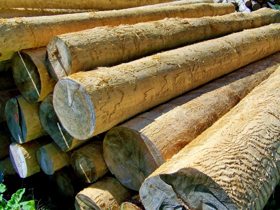 Logs pine wood forest management