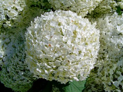 White flower garden summer