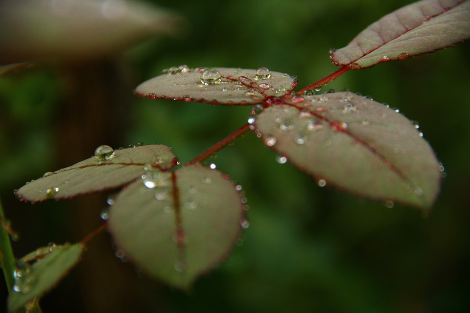 Droplet floral flora
