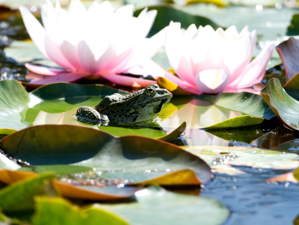 Amphibian water frog lily pad photo