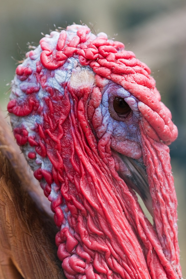 Poultry animal head