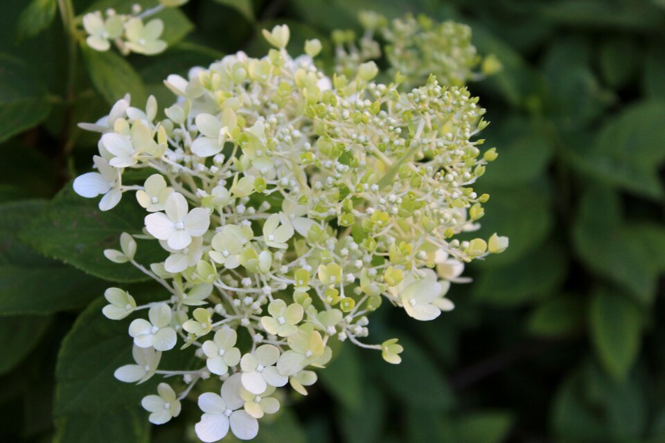 Summer ornamental shrub garden