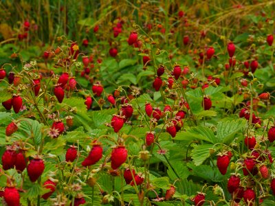 Glade summer ripe