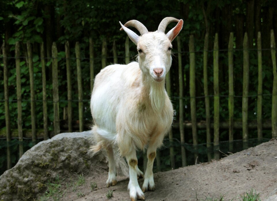Nature animal horns