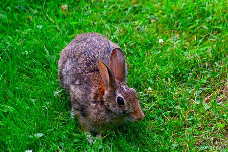 Cute hare mammal photo