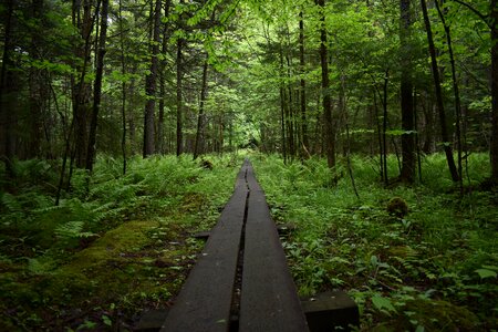 Nature hiking landscape