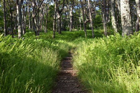 Forest nature
