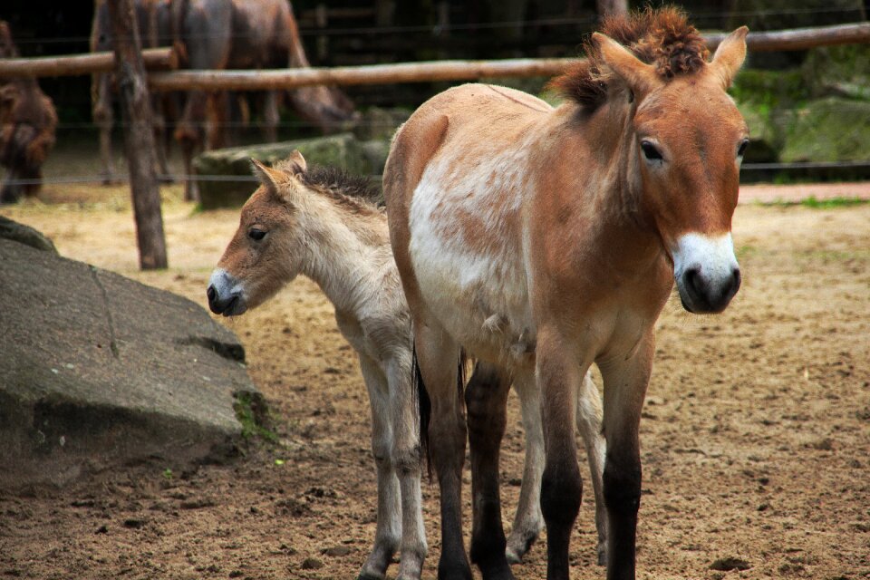 Animal nature robust photo