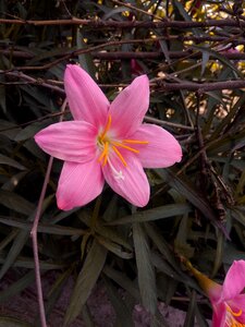 Pink lovely photographer