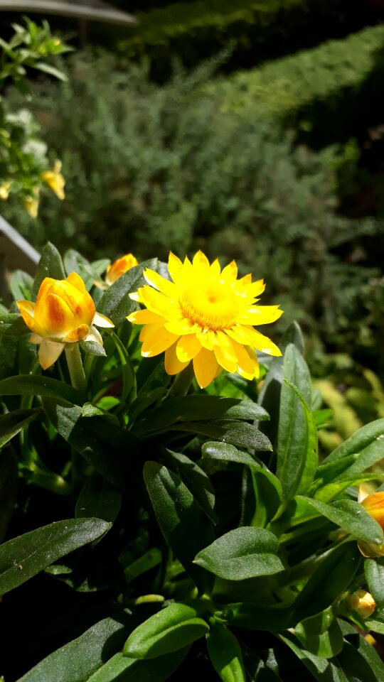 Close up yellow flowers