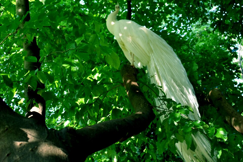 Wildlife peacocks natural