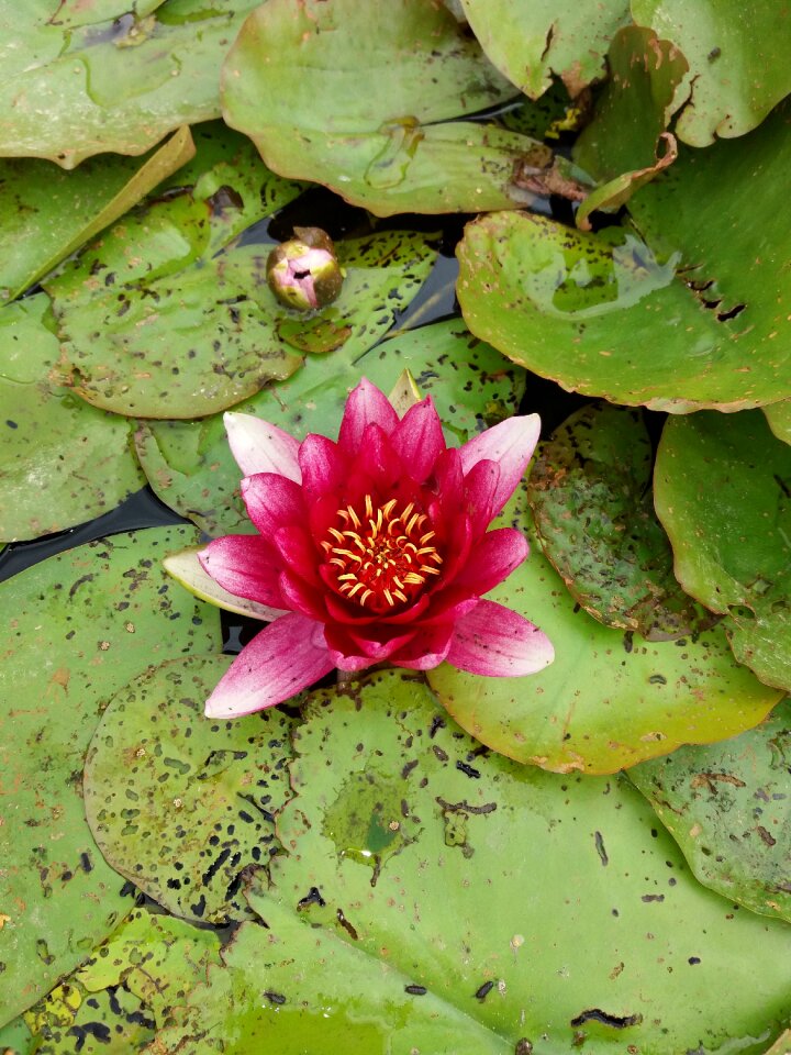 Nature sheet plant
