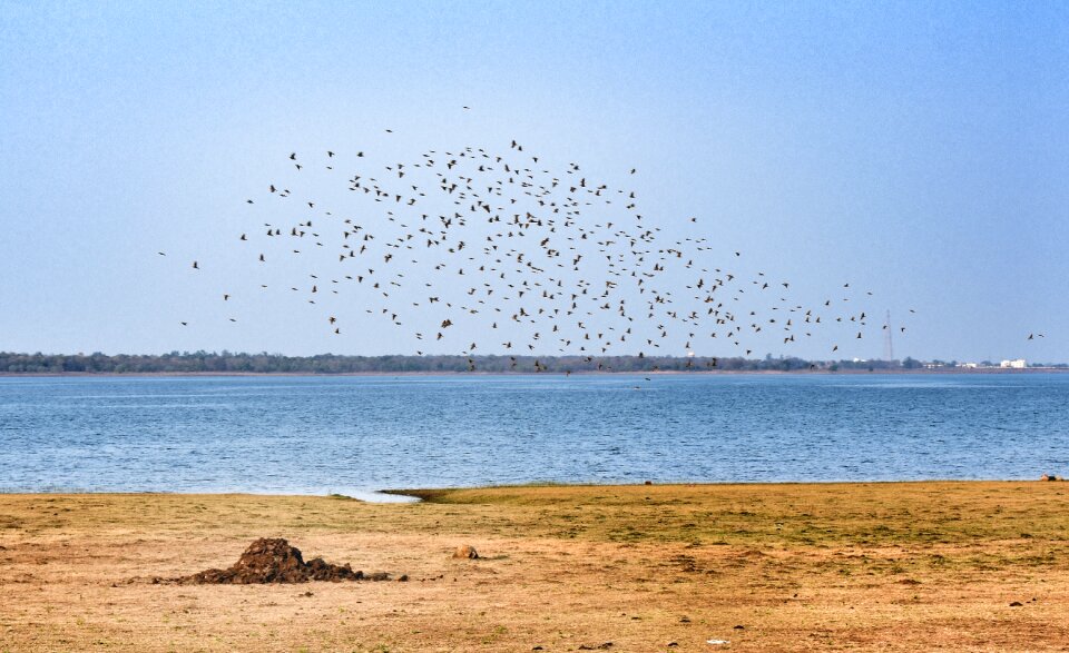 Chhattisgarh india birds