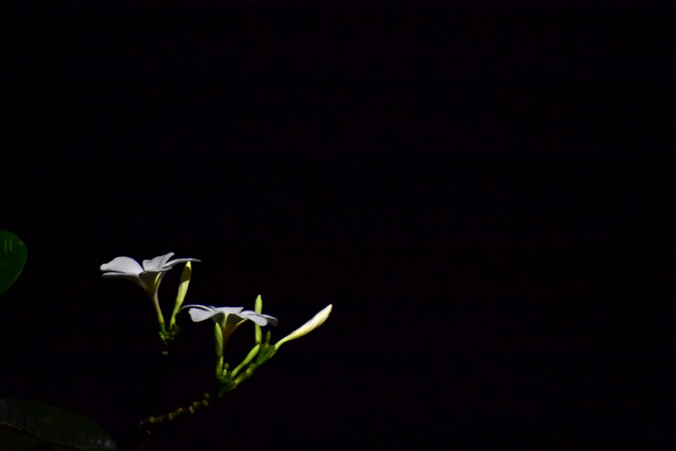 India dark blooming