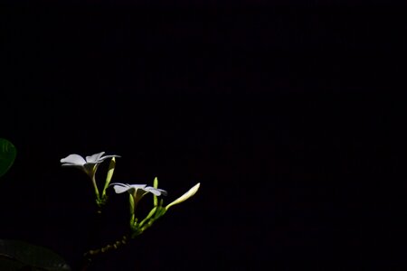 India dark blooming